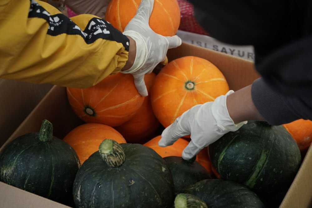 selecting pumpkin 32